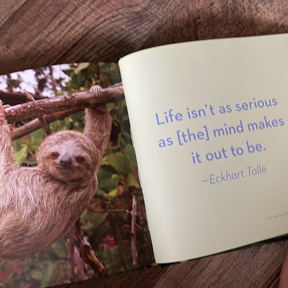 Life in the Sloth Lane - Picture 3 of 3